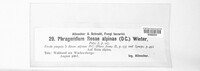 Phragmidium fusiforme image
